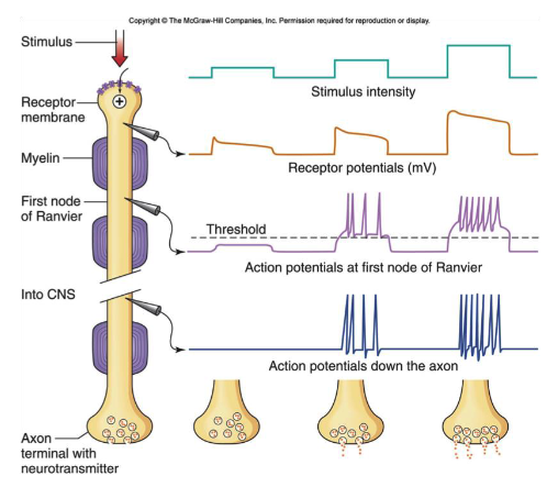 <p>when <strong>increased </strong>sensory stimulus <strong>intensity</strong> → <strong>increased frequency</strong> action potentials</p>