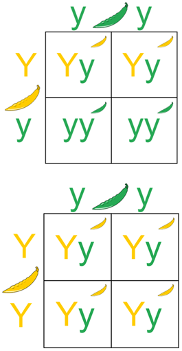 <p>A type of test used to determine whether an organism is homozygous dominant or heterozygous (because their phenotype will be the same and hence it can not be visually determined). In this test a homozygous recessive is cross-bred with the organism in question. If the ratio of dominant offsprings to recessive ones is 1 =&gt; heterozygous. If only dominant offsprings =&gt; homozygous.</p><p>Image attached outlines an example of a type of test done to determine the genotype of green peas.</p>