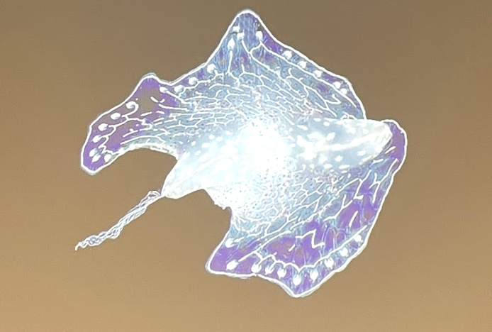 <p>What phylum and order is this animal?</p>