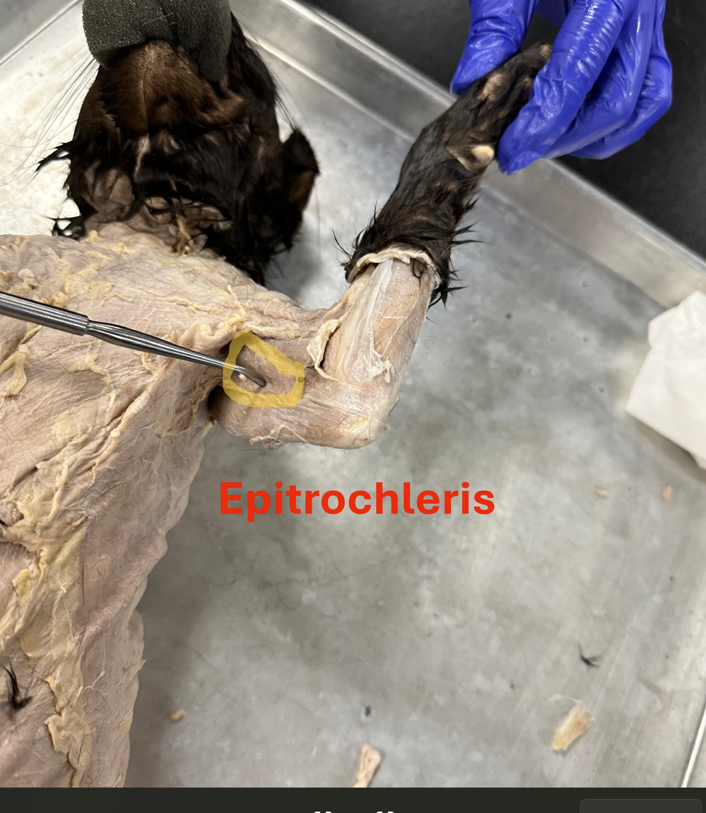 <p>Epitrochelaris (<strong>EP-i-TRO-CLE-AR-is) </strong>(Anterior forelimb muscles)</p>