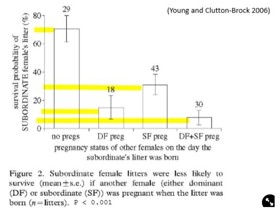 <ul><li><p>when no others are pregnant, there is ~70% survival rate</p></li><li><p>when dominant is pregnant, there is ~15% survival rate</p></li><li><p>when other subordinates are pregnant, ~30% survival rate</p></li><li><p>when both dominant and subordinate are pregnant, ~10% survival rate</p><p><strong>→ survival of subordinate females litter is significantly lower if others are pregnant in the group</strong></p></li></ul>