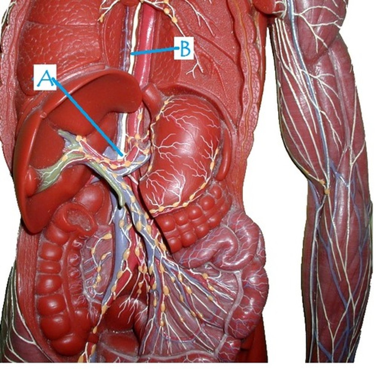 <p>Identify B</p>
