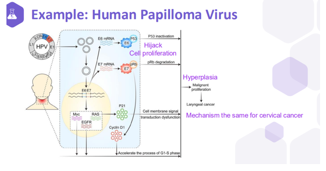 <p>The HPV virus causes hyperplasia, <span>&nbsp;</span>an enhancement of proliferation of cells. When you get more proliferation of cells you get more chances for a mutation to occur, therefore you could get cancer.</p><p class="MsoNormal">&gt;Explaining the diagram: The viral infection causes cells to proliferate more, they hijack cell proliferation because when a cell proliferates it increases its metabolic rate which is beneficial for a virus to be able to divide. This generates more cells but because of this you have more of a chance for error and therefore more of a chance of cancer.</p>