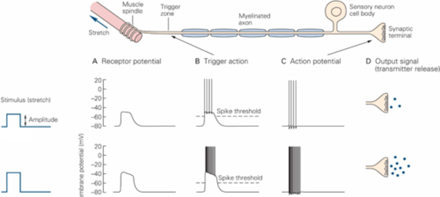 <p>What is intensity determined by?</p>