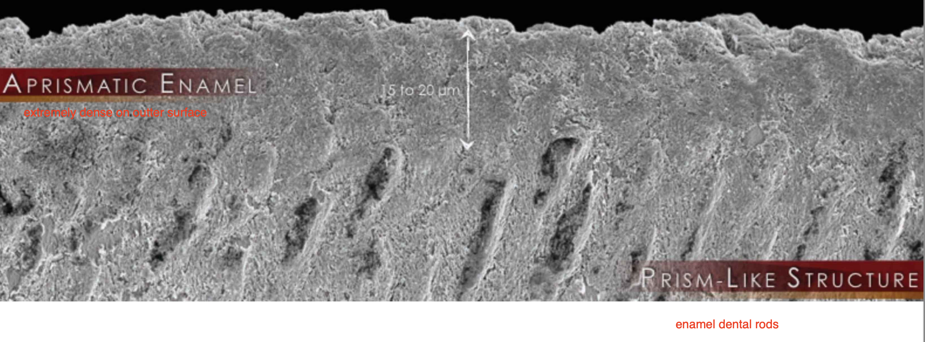 <p><strong>Enamel rods</strong> are mostly oriented <strong>parallel to each other</strong> and <strong>perpendicular to the dentin-enamel junction (DEJ)</strong>.</p><ul><li><p>The <strong>outermost layer</strong> may contain <strong>aprismatic enamel </strong>(enamel rods not well defined and very dense)</p></li><li><p>This is the area of enamel with the <strong>highest modulus of elasticity</strong></p></li></ul><p></p>