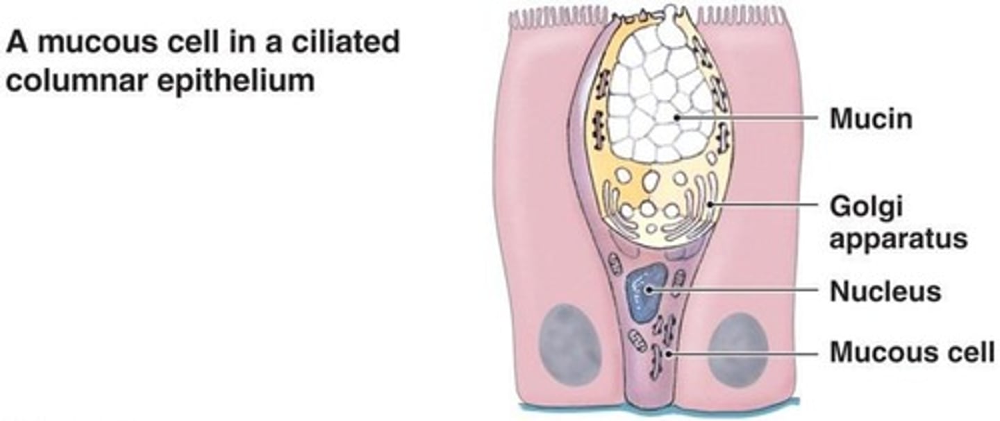 <p>Look like a cup and secrete mucus; they have no nuclei.</p>