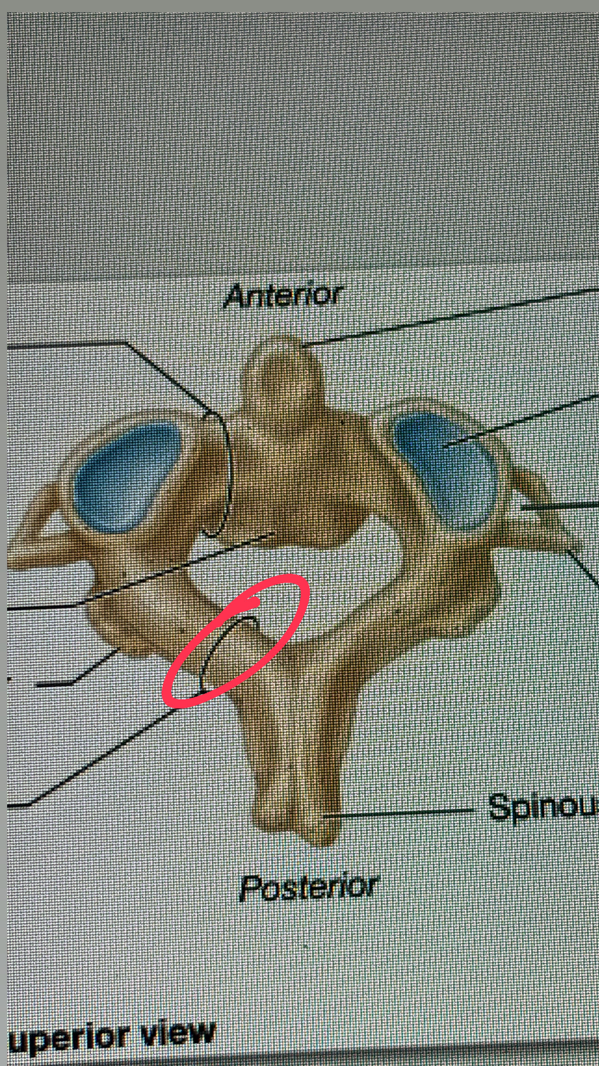 <p>arm of football player facing the back</p>