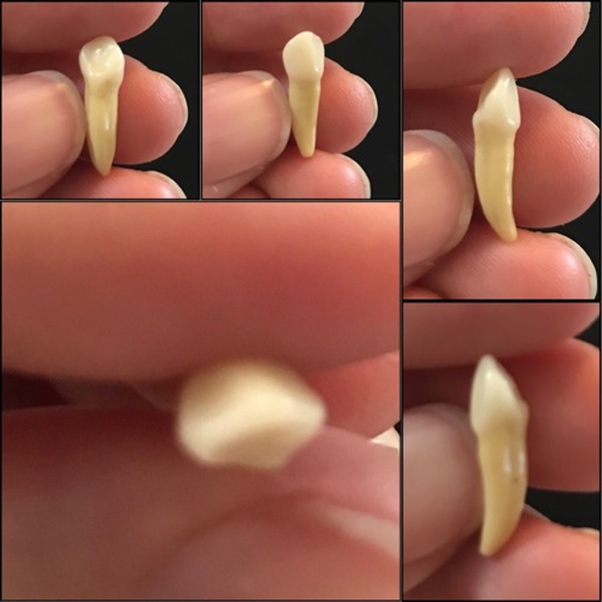 <p>What tooth is this ?</p>