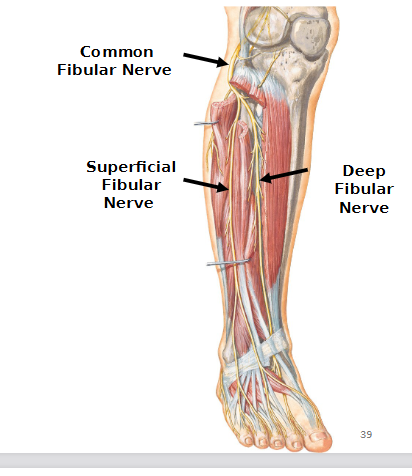 <p>Deep Fibular nerve</p>