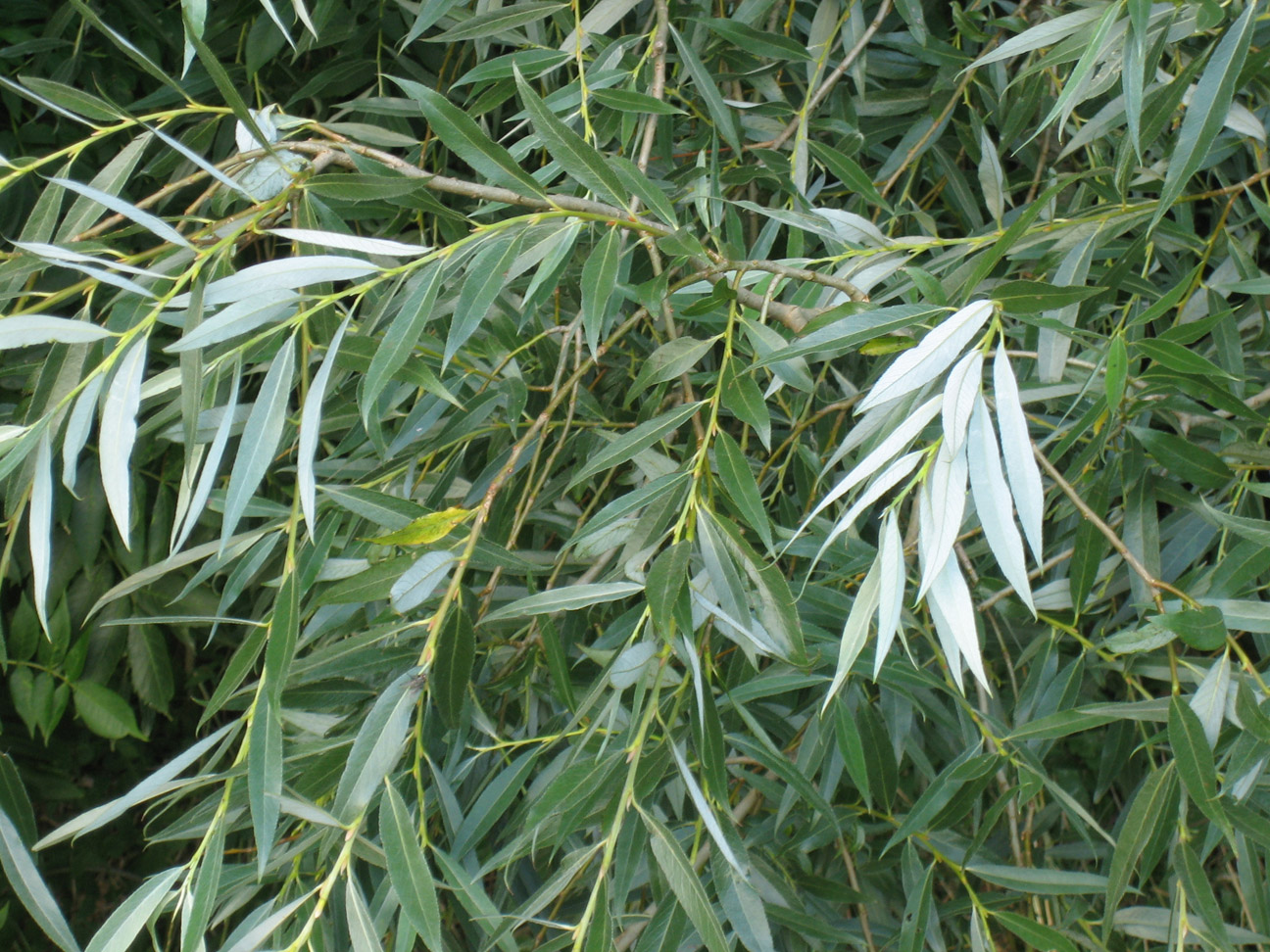 <p>willow</p>