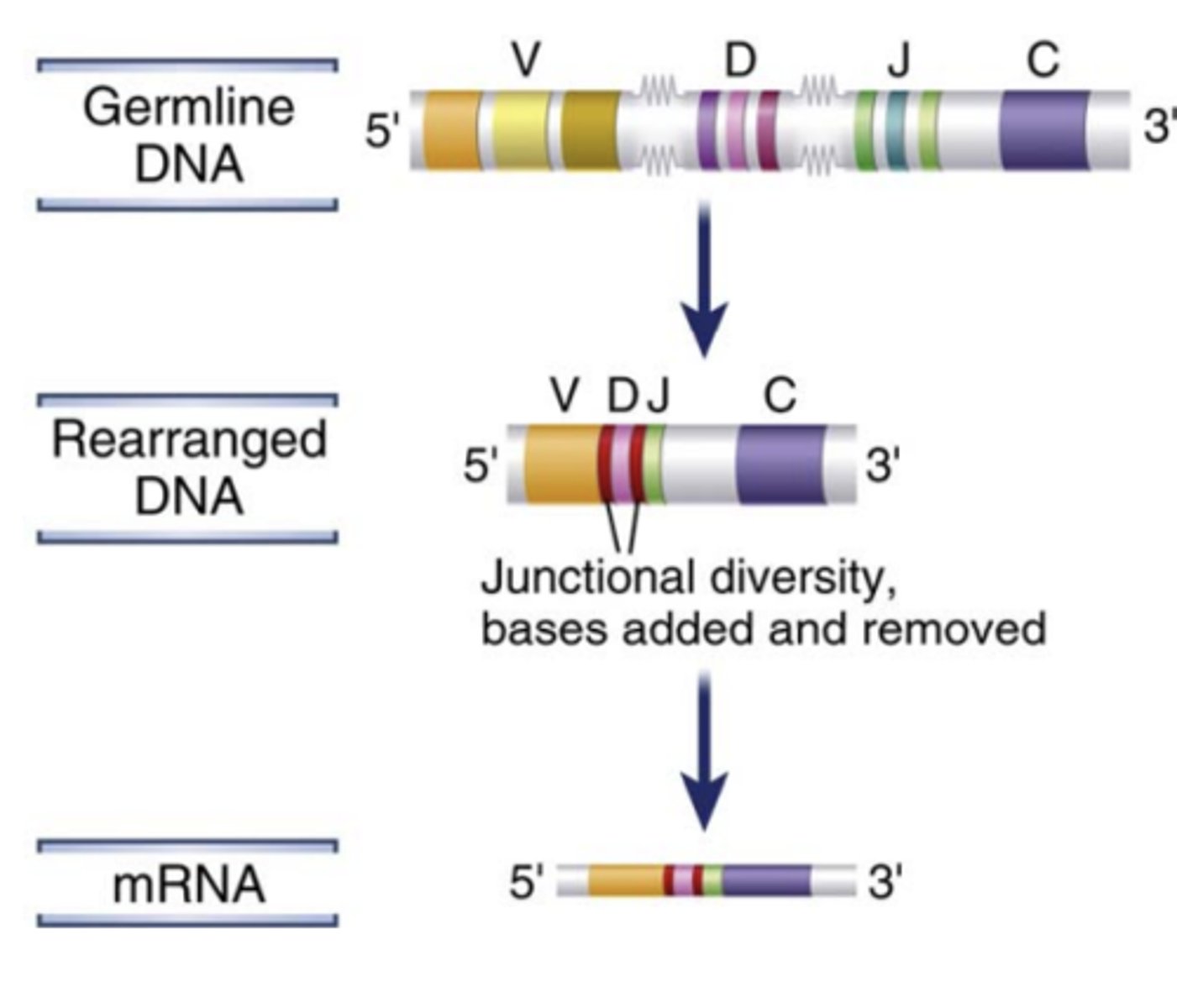 <p>- one V gene segment</p><p>- one D segment (only in Ig heavy chain and TCR β and δ chain loci)</p><p>- one J segment in each lymphocyte to form <strong><span style="text-decoration:underline"><span class="bgB">a single V(D)J exon</span></span></strong> that will <strong>code for the variable region of an antigen receptor protein</strong></p>