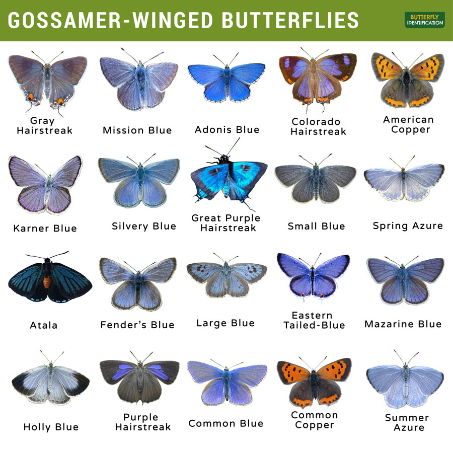 <p>Blue, Copper, and Hairstreak Butterflies</p><p>Order Lepidoptera</p>