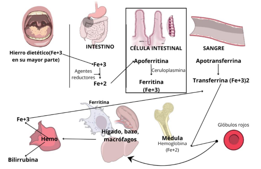 <p><span style="color: rgb(0, 0, 0)">suele llevarse en el intestino, para que as células intestinales lo absorban, es necesario que se encuentre en su estado ferrosos (Fe+2) y unido a la proteína. El Fe+3 constituye la forma predominante de hierro en los alimentos. Se reduce a través de agentes reductores como la vitamina C, ya en la célula intestinal el Fe+2 es enlazado por la apoferritina y luego es oxidado por la ceruloplasmina para que el Fe+3 se una a la ferritina, de ahí el hierro se absorbe en la sangre por la apotransferrina, que se convierte en transferrina cuando se une a dos iones de Fe+3, esta transporta y librera Fe a la médula , donde se incorpora a la hemoglobina de los glóbulos rojos, pasando 120 días en circulación, estos son degradados por el bazo, hígado y los macrófagos que devuelven el hierro a la circulación, donde nuevamente es transportado por la transferrina para su reutilización.</span></p>