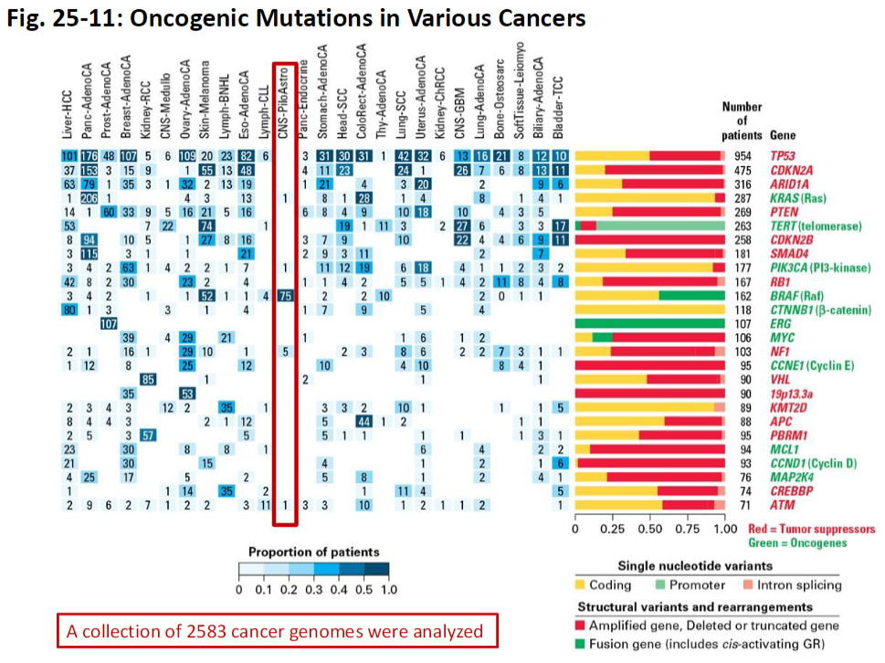 <p><strong>Data Overview</strong><br> Analysis based on <strong>2,583 cancer genomes</strong></p><p><strong>Key Concept</strong><br> Identifies <strong>oncogenic driver mutations</strong> that contribute to cancer development and progression<br> Helps distinguish <strong>driver mutations</strong> from <strong>passenger mutations</strong> that do not confer growth advantage</p>