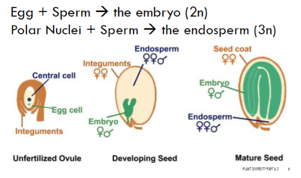 <ul><li><p><span style="font-family: Arial, sans-serif">The microgametophyte contains TWO sperm</span></p><ul><li><p><span style="font-family: Arial, sans-serif">One sperm fertilizes the egg</span></p></li><li><p><span style="font-family: Arial, sans-serif">One sperm fertilizes the POLAR NUCLEI</span></p></li><li><p><span style="font-family: Arial, sans-serif">Forms 3n endosperm</span></p><ul><li><p><span style="font-family: Arial, sans-serif">Only in Angiosperms</span></p></li><li><p><span style="font-family: Arial, sans-serif">Food source for embryo - remaining gametophyte tissue&nbsp;</span></p></li></ul></li></ul></li></ul>