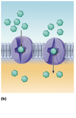 <p>via protein carrier specific for one chemical; binding of substrate causes transport protein to change shape</p>