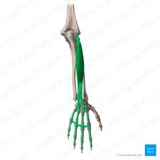 <p>origin: lateral epicondyle of humerus</p><p>insertion: posterior phalanges of fingers 2-5</p>