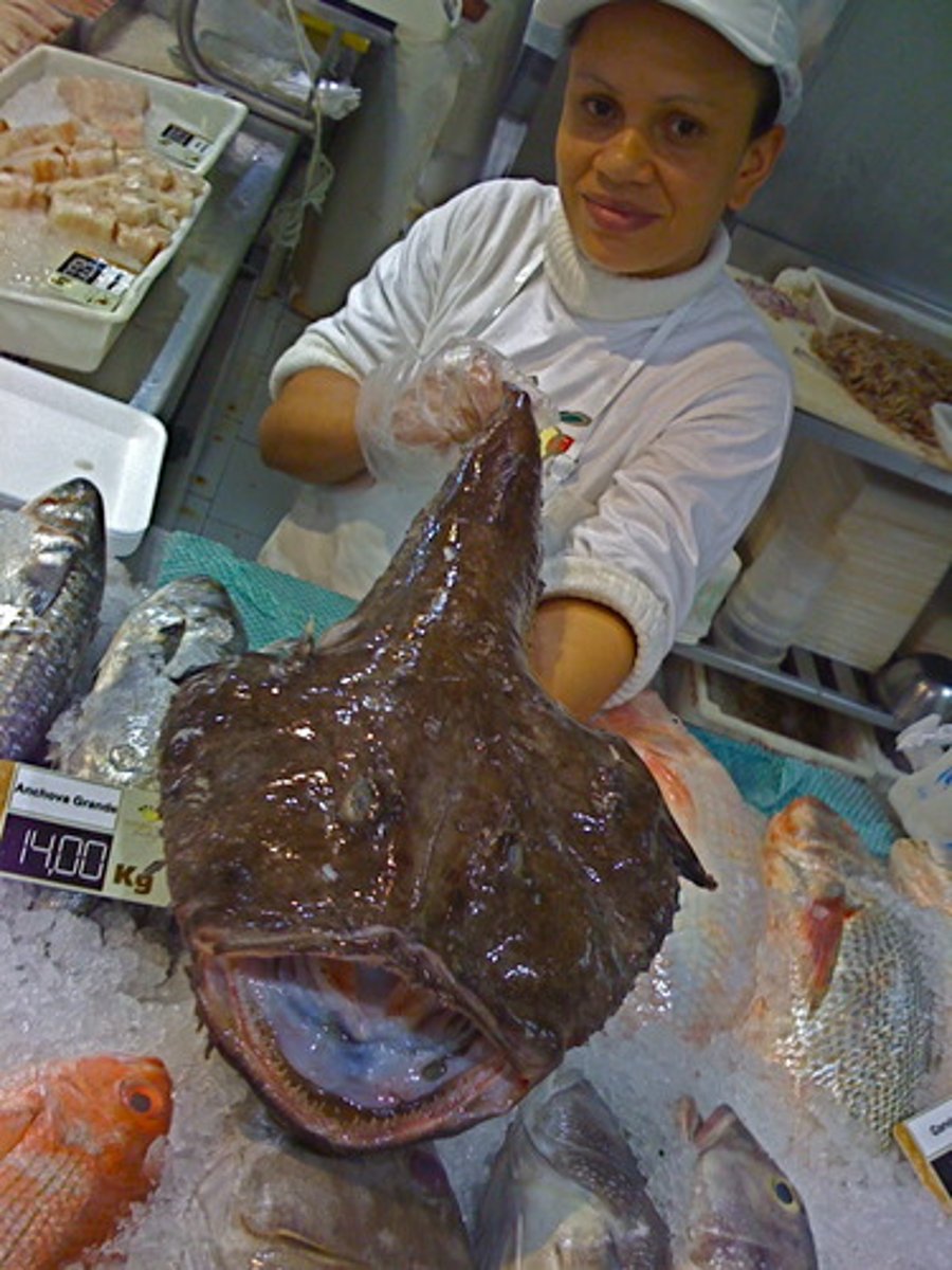 <p>Northern Fishery Management Area: 39.3 Days at Sea (DAS)</p><p>Southern Fishery Management Area: 28 Days at Sea (DAS)</p><p>. Their tail meat is a “specialties”</p><p>. Cheek muscles are harvested</p><p>. Livers are harvested </p>