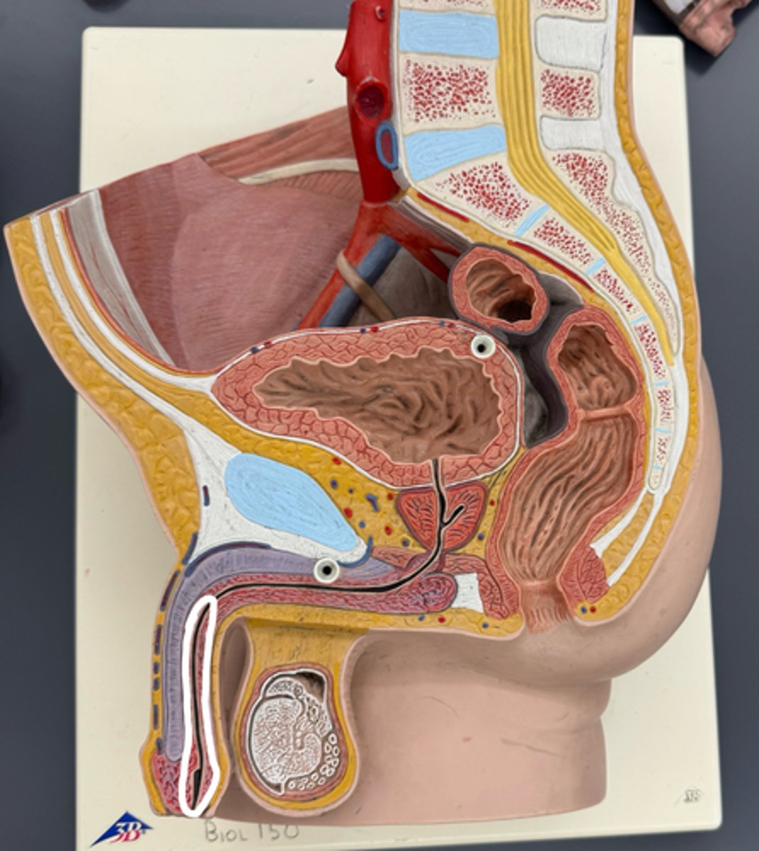 <p>membranous, prostatic, spongy</p>