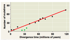 -uses constant rates of evolution in some genes to estimate the absolute time of evolutionary change.
