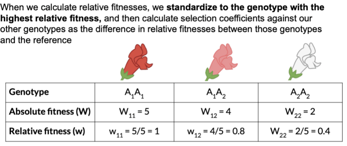 <p>Solve:</p><p>What is the selection coefficient?</p>
