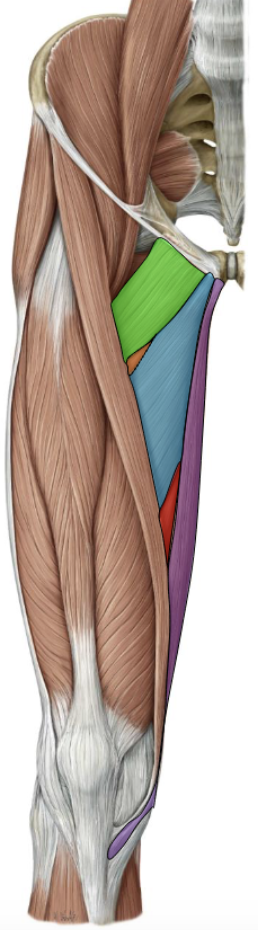 <p>Adductor longus — Medial thigh (blue) </p>
