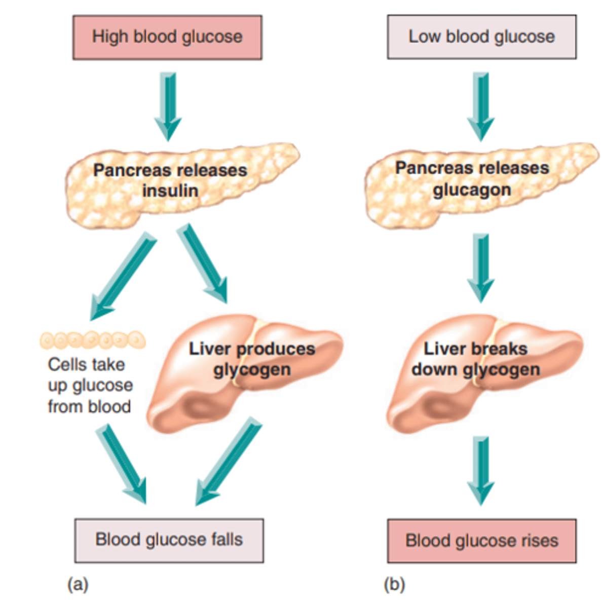 <p>- pancreas releases insulin, secreted by beta cells</p><p>- cells take up glucose from blood while liver produces glycogen</p><p>- blood glucose levels fall back to normal</p>
