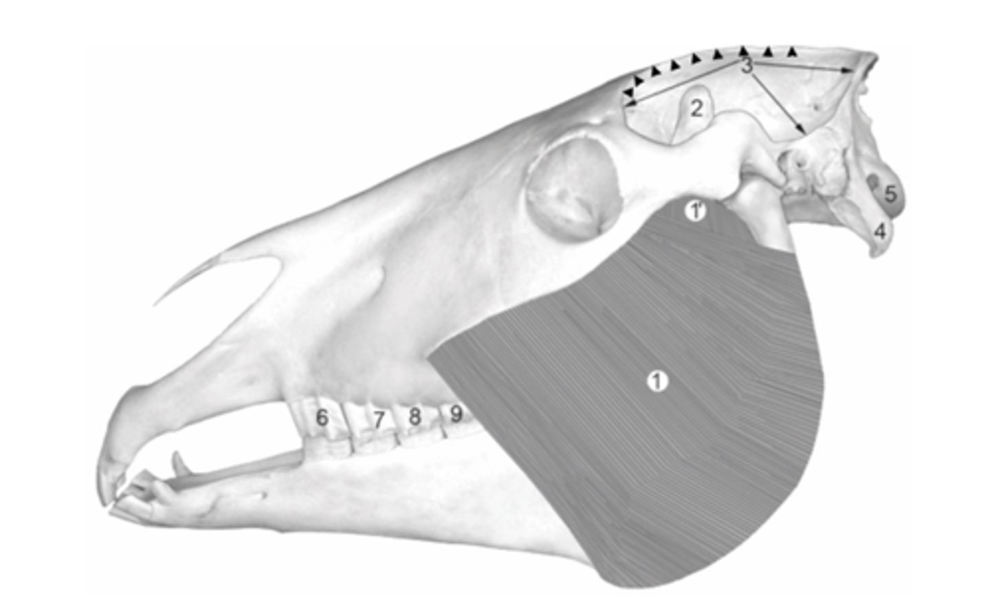 <p>What are the arrowheads outlining?</p>