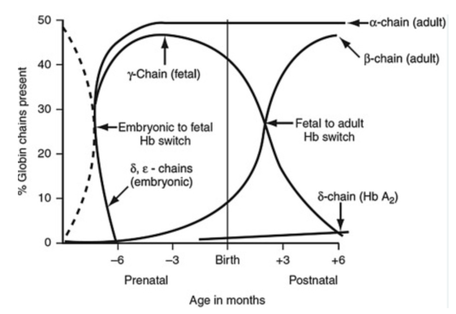 <ul><li><p>Has control region that regulates entire gene cluster</p></li><li><p>Genes begin w/ embryonic globin chain and the order corresponds with development in the order of use</p></li><li><p>Locus as chromatin hub</p><ul><li><p>Shared locus control region</p></li><li><p>Folding and gene activation depending on developmental need</p></li></ul></li></ul><p></p>