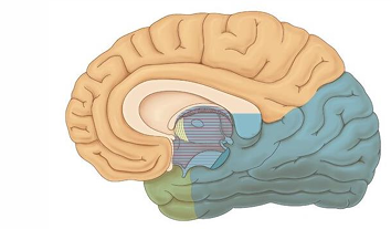 <p>Identify what arteries supply these regions</p>