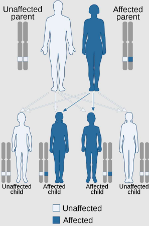 <ul><li><p>autosomal dominant</p></li><li><p>mutated allele 1 parent is sufficient for child to be affected.</p></li></ul>