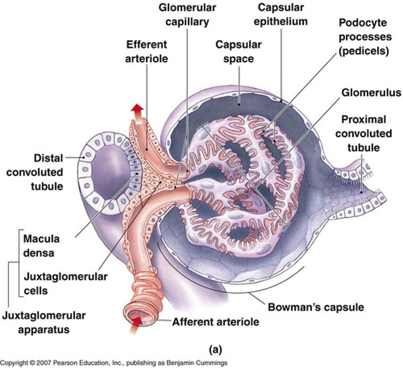 <p>A structure that encloses the glomerulus and is made of squamous epithelium.</p>