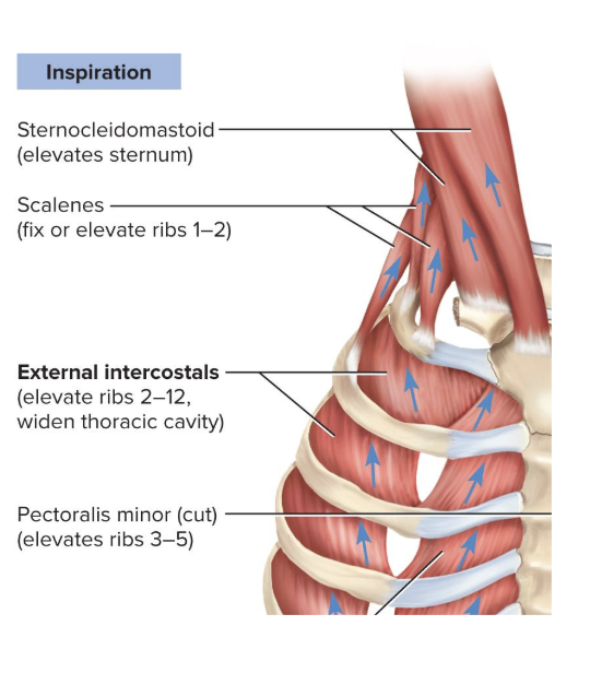 <p>Synergist muscles to the diaphragm</p><ul><li><p>Fix or elevate ribs 1 and 2</p></li></ul><p></p>