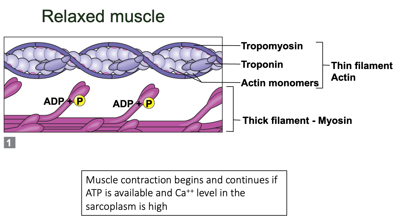 <ol><li><p>Nerve impulse arrives at end of motor nerve axon<strong> (somatic nerves) </strong>causing <strong>Acetylcholine(ACh)</strong> release into synapse via exocytosis</p></li><li><p><strong>ACh</strong> floods across synaptic&nbsp;gap and attaches to <strong>receptors on</strong> <strong>sarcolemma</strong></p></li><li><p>Permeability of sarcolemma changes and Na+ enters cell</p></li><li><p>Muscle impulse (AP) is triggered</p></li><li><p>Muscle impulse travels via <strong>transverse tubules (T-tubules) </strong>throughout muscle cell =<strong> T-tubule depolarization </strong></p></li><li><p><strong>Ca2+ diffuses from SR into myoplasm → binds to troponin on actin</strong></p></li><li><p>Myosin heads binds to actin forming cross bridges</p></li><li><p>Cross-bridges pull thin filament (power stroke), ADP and P released from myosin</p></li><li><p>New ATP binds to myosin, releasing linkages</p></li><li><p>ATP splits which provides power to “cock” the myosin cross-bridges</p></li></ol><p></p>