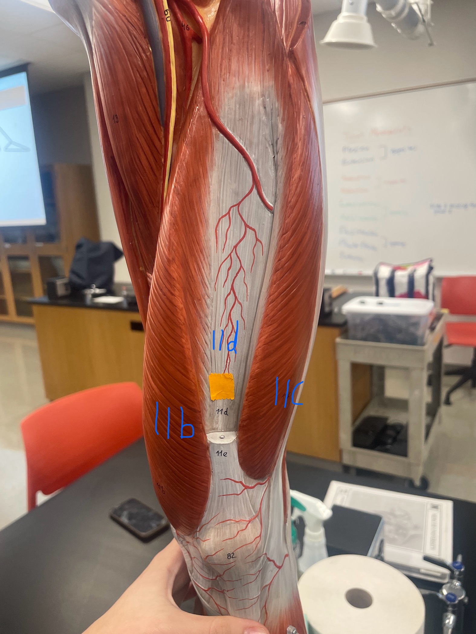 <p>what muscle is 11d</p>