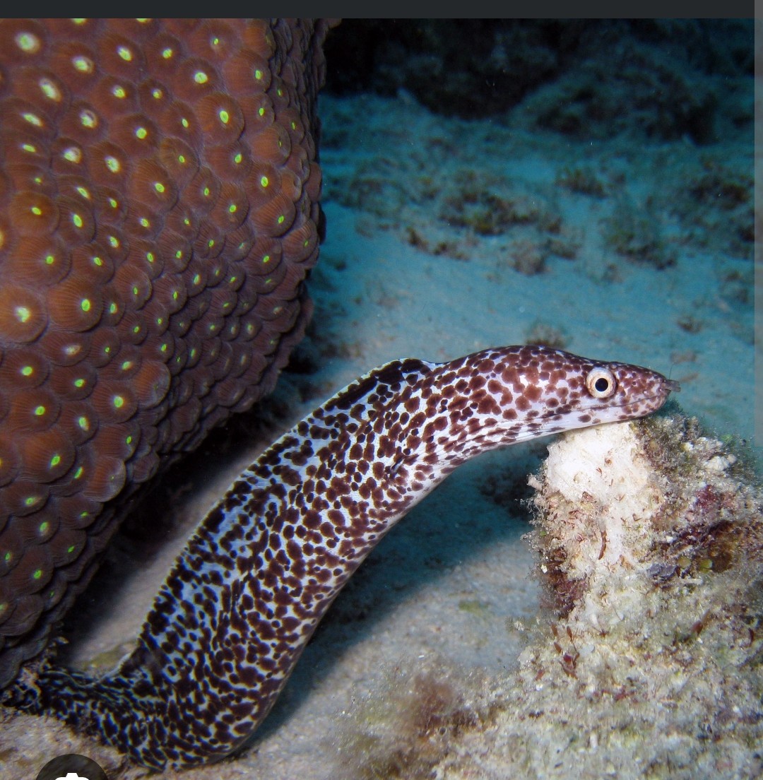 <p>Muraenidae family</p><p class="has-focus">diet consists of a variety of prey, including small fish, crustaceans (like crabs), and mollusks</p><p class="has-focus">pale yellow or whitish bodies with distinct, overlapping brownish-purple spots that cover the entire body</p>