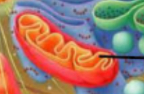 <p>Mitochondria</p>