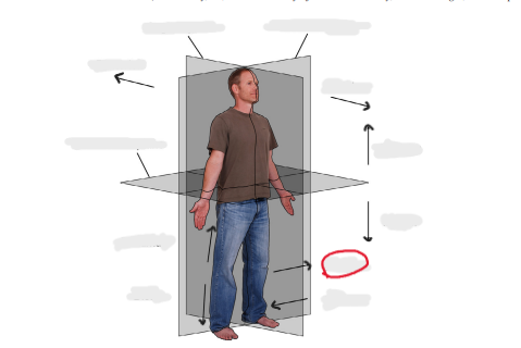 <p>away from midline of body</p>