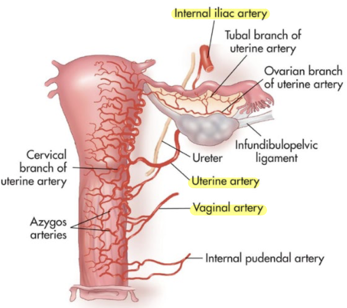 <ol><li><p><strong>uterine artery</strong></p></li><li><p><strong>vaginal artery</strong></p></li></ol><p></p>