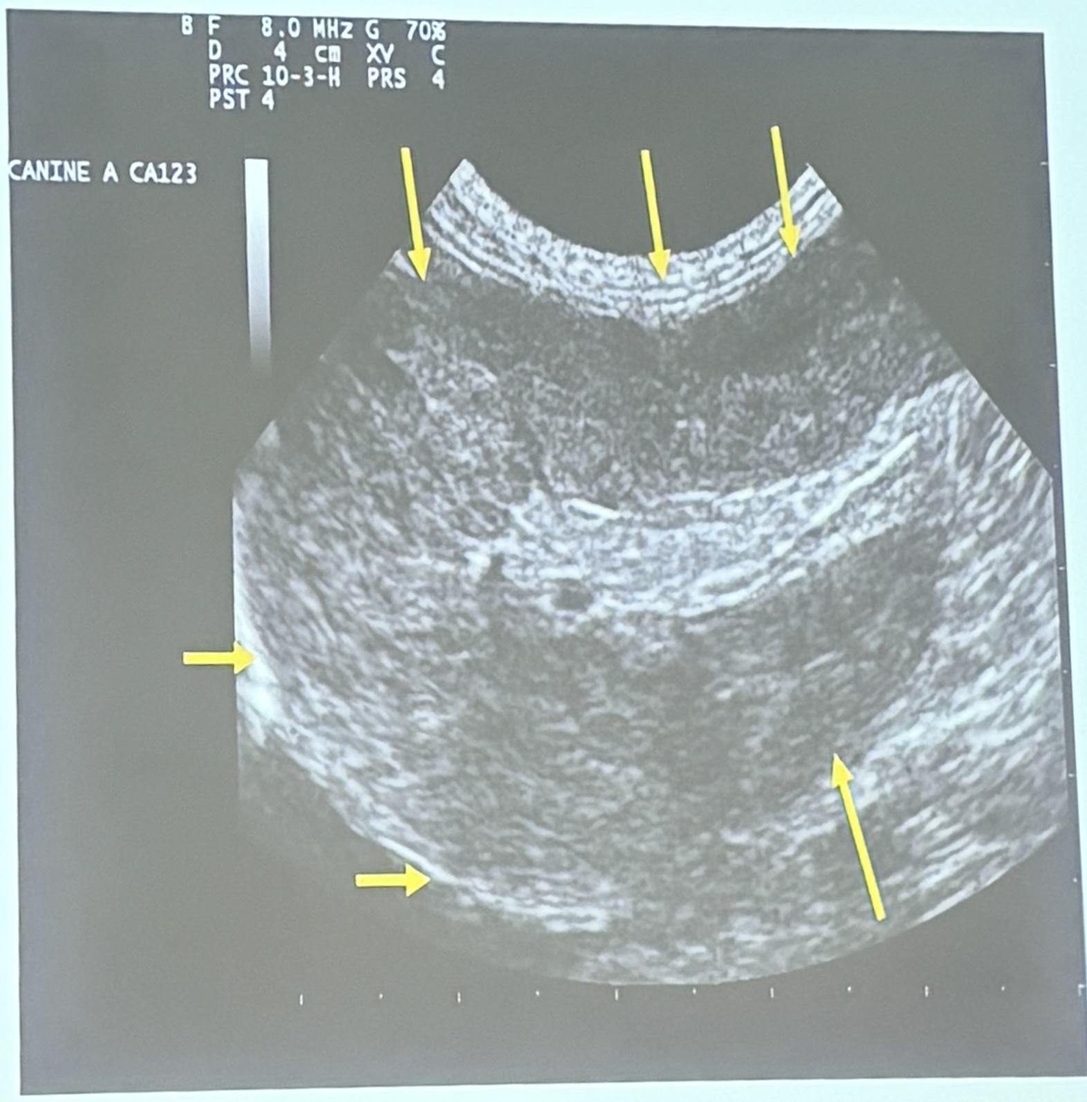 <p>This is a longitudinal scan of the spleen of a 13yo FS Siamese cat presenting with a history of abdominal distension &amp; anorexia. What are the ultrasonographic findings?</p>