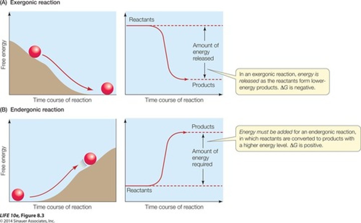 <p>Release energy, ΔG is negative.</p>