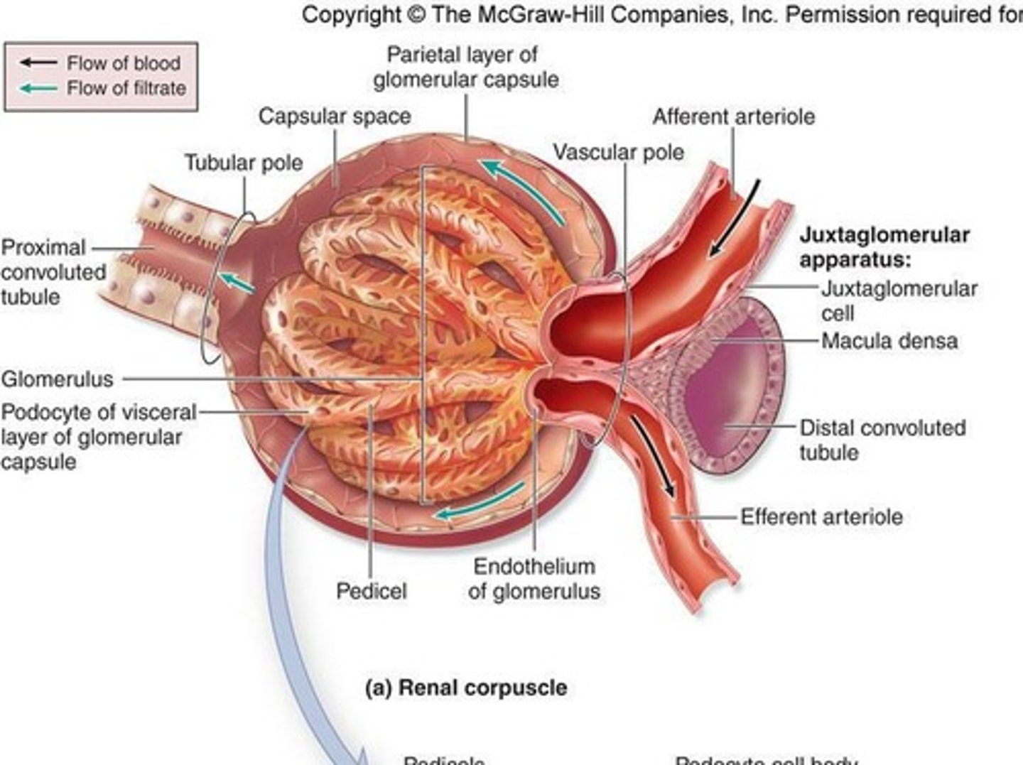 <p>Combination of cells that monitor blood pressure so that urine can accommodate any changes.</p>