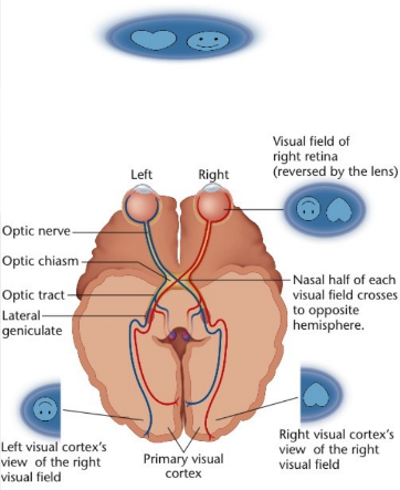 <p>light to perception</p><ul><li><p>In the eye:</p><ul><li><p>photoreceptors</p></li><li><p>bipolar cells</p></li><li><p>ganglion cells and the optic nerve</p></li></ul></li><li><p>int he thalamus:</p><ul><li><p>Lateral geniculate nucleus (LGN)</p></li></ul></li><li><p>In the cortex:</p><ul><li><p>V1: the primary visual projection area, or primary visual cortex, located in the <em>occipital lobe</em></p><ul><li><p>if damaged = “blind”, no sight</p></li></ul></li></ul></li></ul>