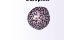 <p>What is the function of basophils?</p>