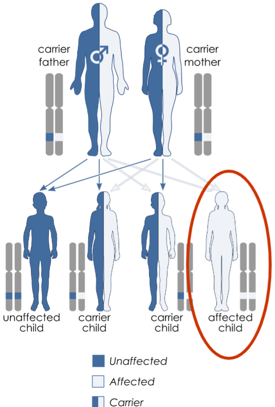 <ul><li><p>autosomal recessive:</p><ul><li><p>only homozygous recessive individuals exhibit affected phenotype</p></li><li><p>males and females are equally affected and may transmit the trait</p></li><li><p><strong><u>may skip generations</u></strong></p></li></ul></li></ul>
