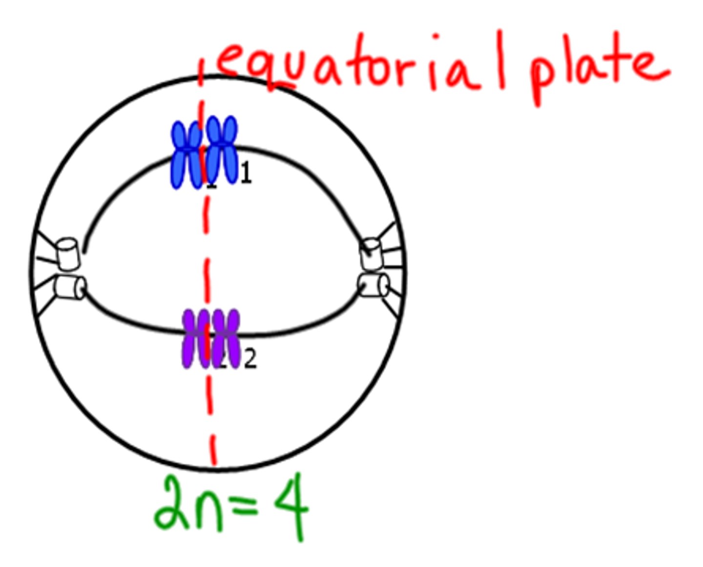 <p>Homologous pairs line up in the middle on the metaphase plate.</p>