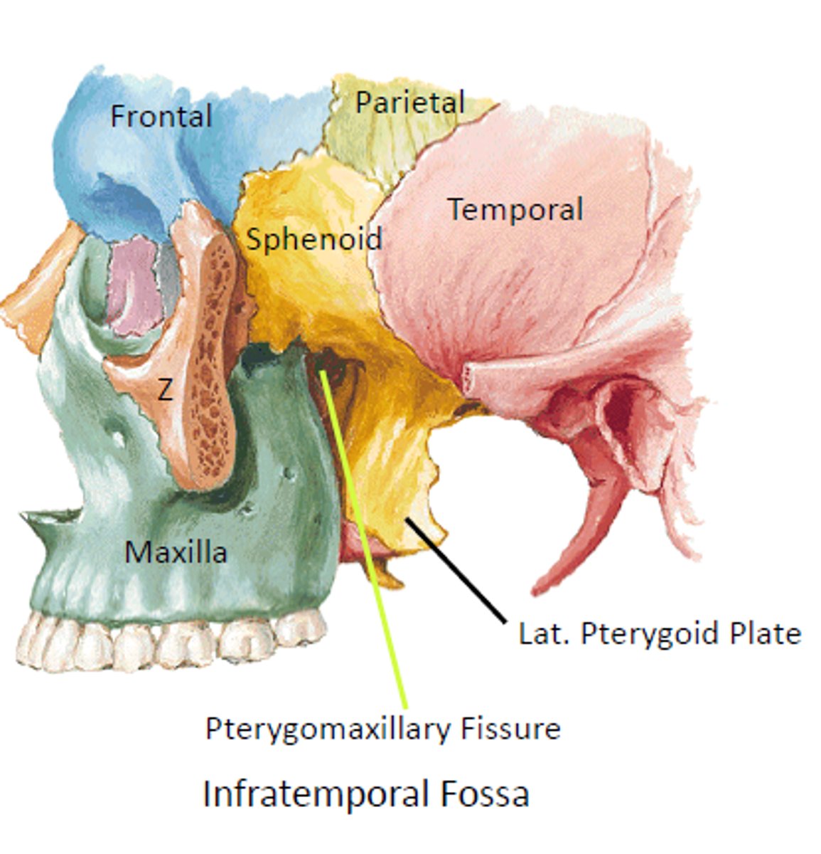 <p>Area inferior and deep to the zygomatic arch</p><p>Houses the lateral pterygoid plate (what lateral pterygoid attaches to)</p>