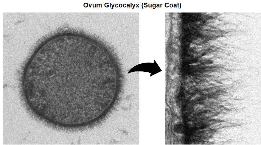 <p>Carbohydrate-rich layer on the outer face of the plasma membrane of an animal cells</p>