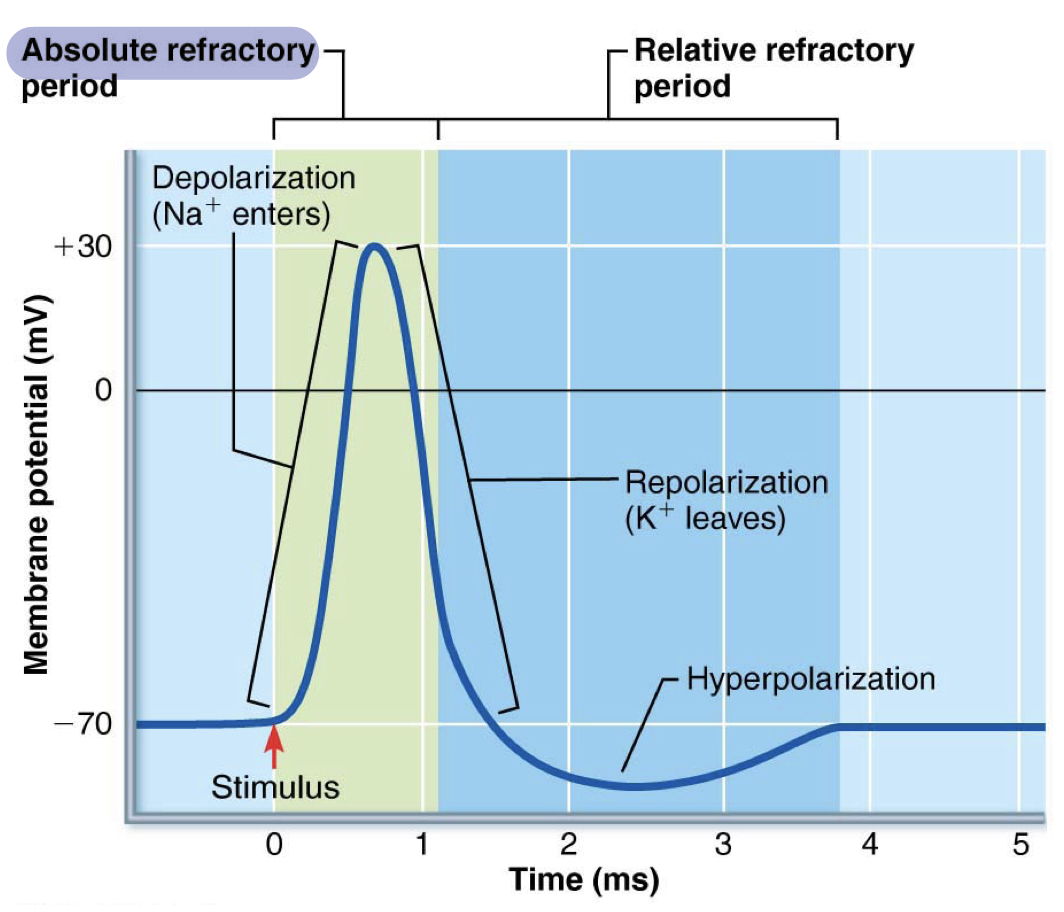 <p>a depolarized membrane can&apos;t depolarize again once it&apos;s just fired; can&apos;t fire again</p><p>occurs during depolarization and most of repolarization</p>
