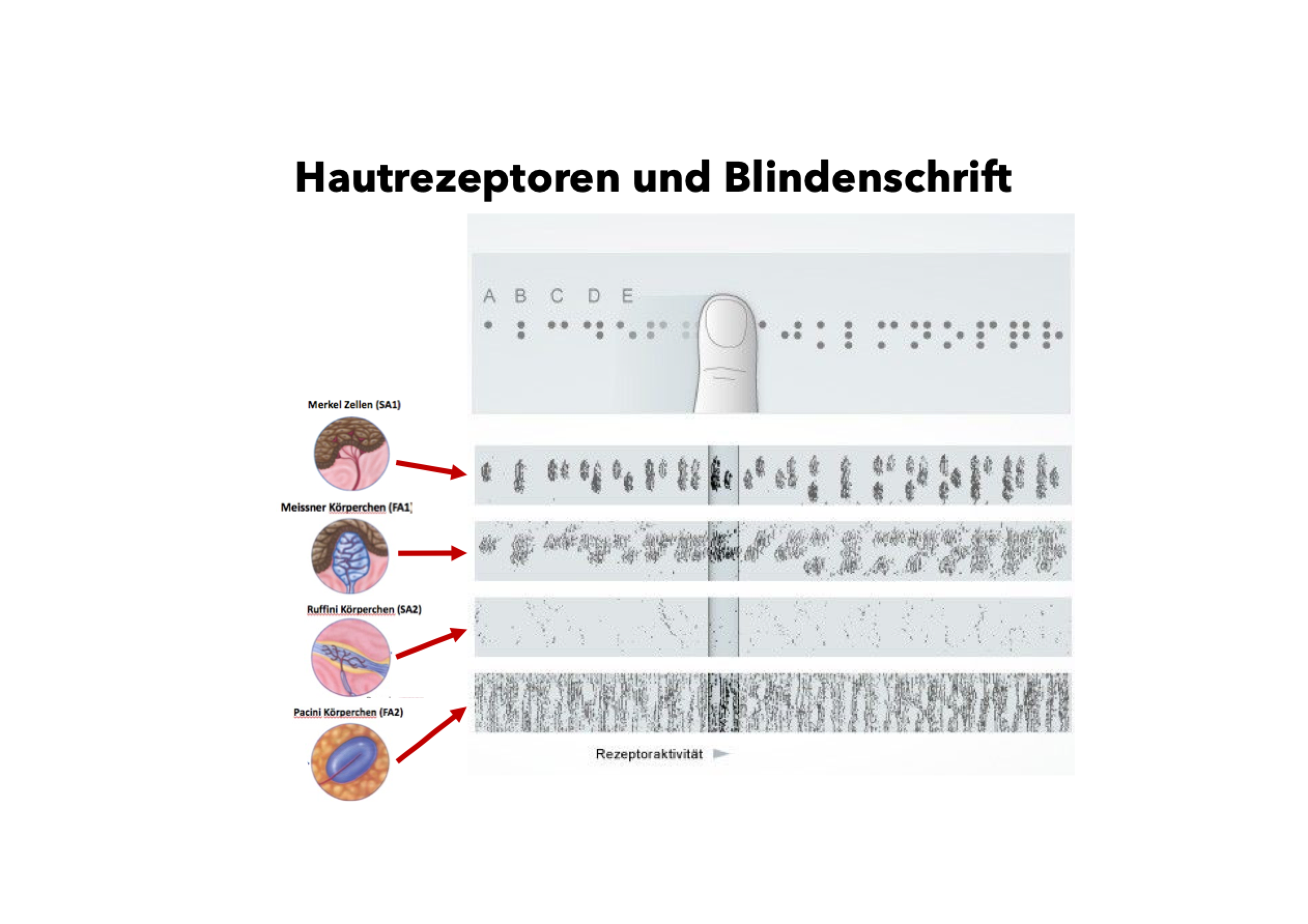 <p class=""><strong>Kurzfassung:</strong><br>Die Haut ermöglicht durch hohe taktile Auflösung das Lesen der <strong>Brailleschrift</strong>, bei der <strong>erhabene Punkte</strong> mit den Fingern ertastet werden. Erfahrene Leser erreichen bis zu <strong>100 Wörter/Minute</strong>. Diese Fähigkeit basiert auf der <strong>feinen Detailwahrnehmung</strong> der Haut und zeigt Ähnlichkeiten zum <strong>visuellen System</strong>.</p><p class=""></p><p class=""><strong>Langfassung:</strong></p><ul><li><p class=""><strong>Brailleschrift:</strong></p><ul><li><p class="">Besteht aus einer <strong>2x3-Matrix erhabener Punkte</strong>, die taktil gelesen wird.</p></li><li><p class="">Jede Kombination codiert <strong>Buchstaben, Zahlen, Satzzeichen oder ganze Wörter</strong>.</p></li><li><p class="">Entwickelt für Menschen mit Sehbehinderung.</p></li></ul></li></ul><p class=""></p><ul><li><p class=""><strong>Leistung der Hautsinne:</strong></p><ul><li><p class=""><strong>Geübte Brailleleser</strong> können ca. <strong>100 Wörter pro Minute</strong> lesen.</p></li><li><p class="">Im Vergleich zum visuellen Lesen (250–300 WpM) langsamer, aber erstaunlich effizient, da <strong>alle Informationen über die Haut aufgenommen werden</strong>.</p></li></ul></li></ul><p class=""></p><ul><li><p class=""><strong>Physiologische Grundlage:</strong></p><ul><li><p class=""><strong>Taktile Detailwahrnehmung</strong> (räumliche Auflösung) ist entscheidend.</p></li><li><p class="">Erfordert eine präzise <strong>Interaktion zwischen Hautrezeptoren</strong> (v. a. Merkel-Zellen) und deren <strong>kortikaler Verarbeitung</strong>.</p></li><li><p class="">Parallelen zum Sehsystem: auch hier müssen <strong>feine Unterschiede</strong> in einem kontinuierlichen Reizmuster erkannt und interpretiert werden.</p></li></ul></li></ul><p class=""></p><ul><li><p class=""><strong>Fazit:</strong></p><ul><li><p class="">Die Braillelektüre veranschaulicht eindrucksvoll, wie <strong>komplexe sprachliche Informationen allein über Berührung entschlüsselt werden</strong> können.</p></li><li><p class="">Die Haut funktioniert in dieser Hinsicht als ein <strong>hochentwickeltes taktiles Analysesystem</strong>.</p></li></ul></li></ul><p></p>